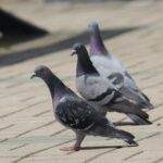 pigeons-7178346_640